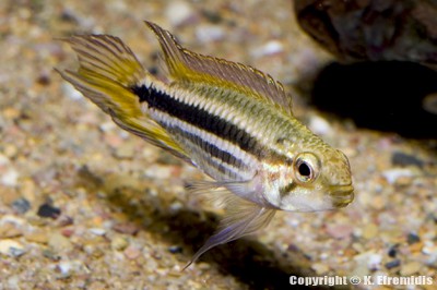 Apistogramma mendezi